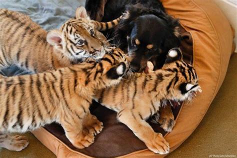 夢到三隻老虎